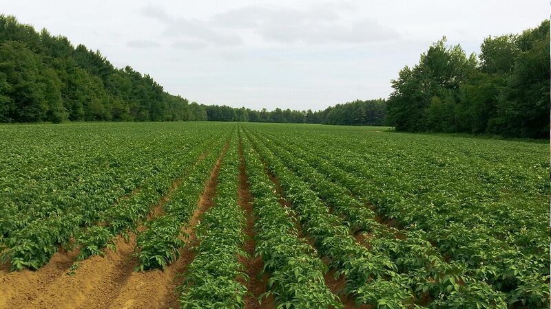 Requirement for all ware potato growers to be registered with APHA in England and Wales